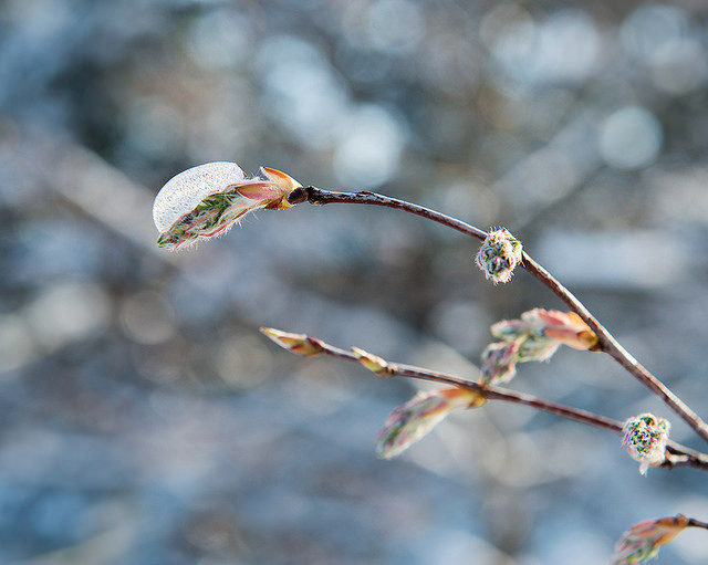 Amelanchier stolonifera