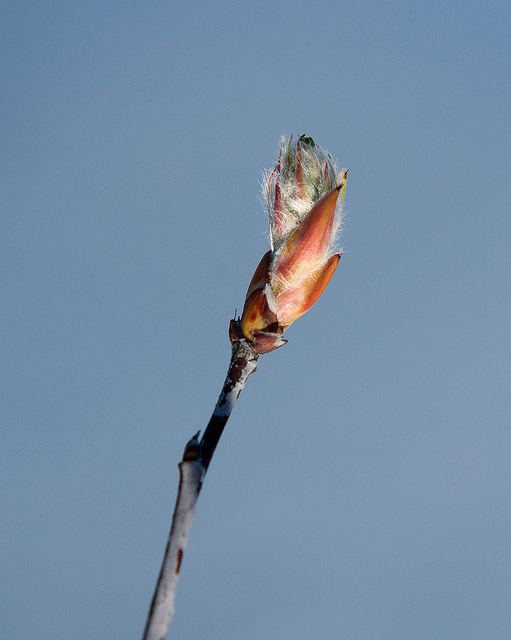 Amelanchier stolonifera