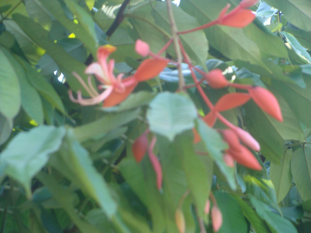 Amherstia nobilis