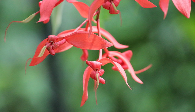 Amherstia nobilis