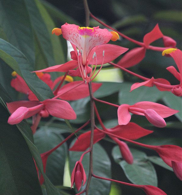 Amherstia nobilis