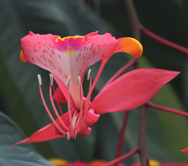 Amherstia nobilis