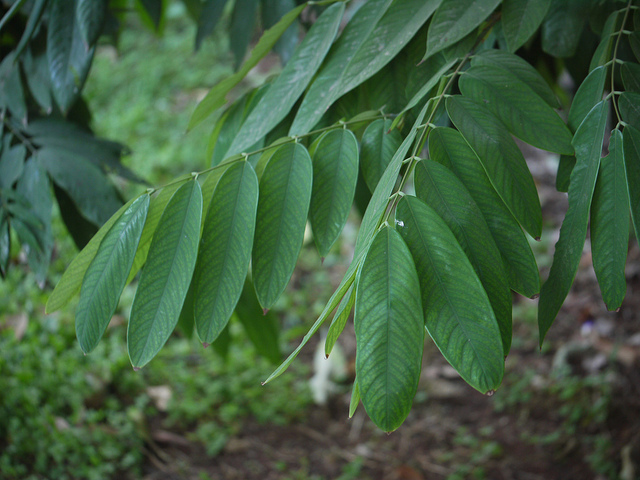 Amherstia nobilis (Amherstia nobilis)