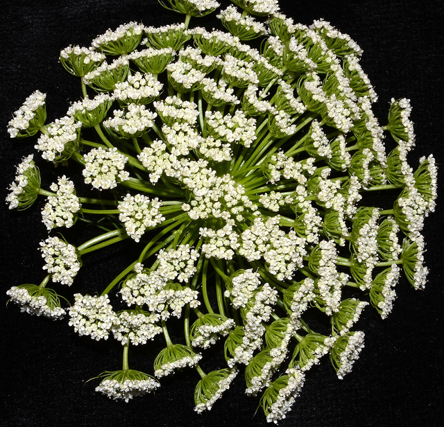 Khella