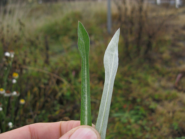Ammobium alatum