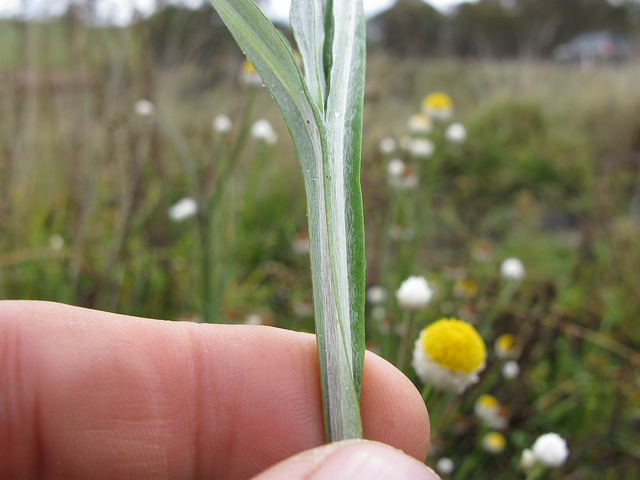 Ammobium alatum
