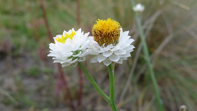 Ammobium alatum
