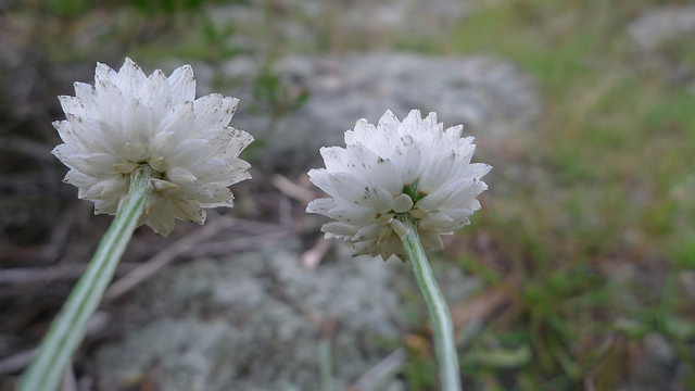 Ammobium alatum