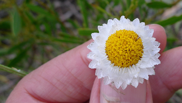 Ammobium alatum