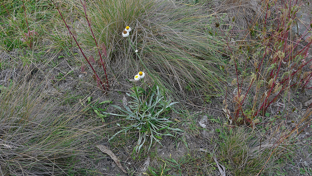 Ammobium alatum (Ammobium alatum)