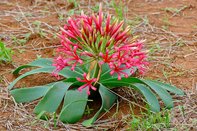 Ammocharis coranica