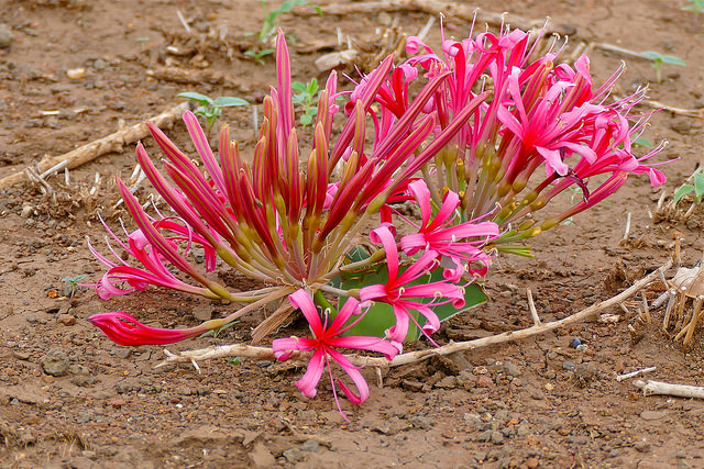Ammocharis coranica