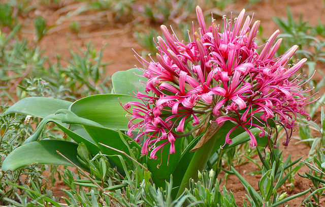Ammocharis coranica