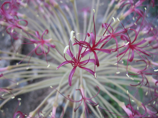 Ammocharis tinneana (Ammocharis tinneana)
