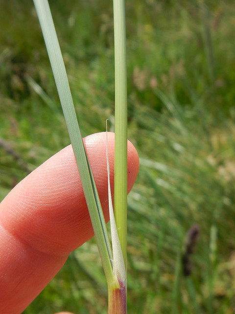 Ammophile à ligule courte (Ammophila breviligulata)