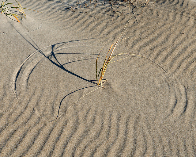 Ammophile à ligule courte