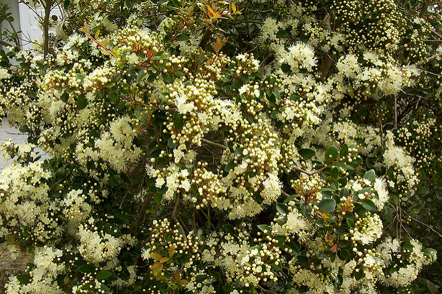 Amomyrtus luma