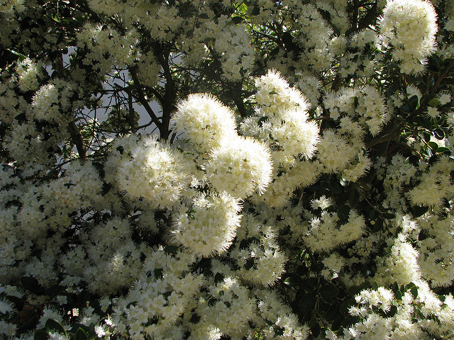 Amomyrtus luma