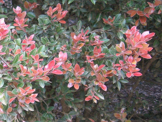 Amomyrtus luma (Amomyrtus luma)