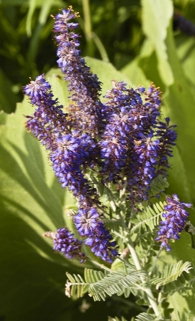 Faux indigo canescens
