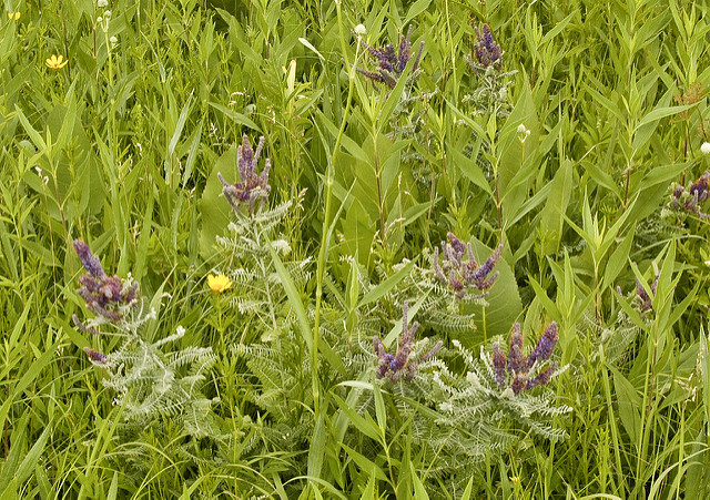 Faux indigo canescens (Amorpha canescens)