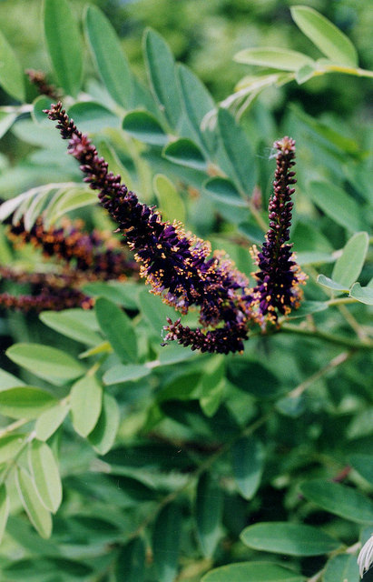 Amorphe buissonnante