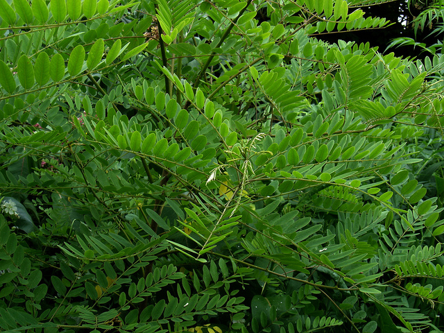 Amorphe buissonnante
