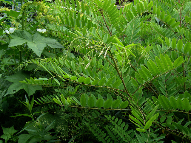 Amorphe buissonnante