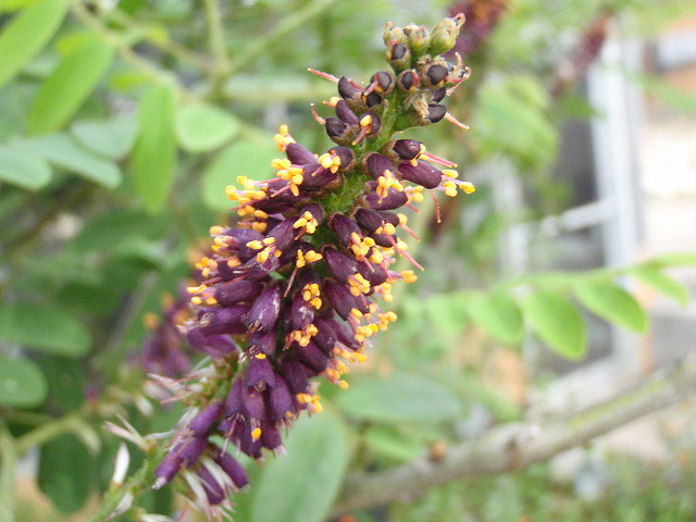 Amorphe buissonnante (Amorpha fruticosa)