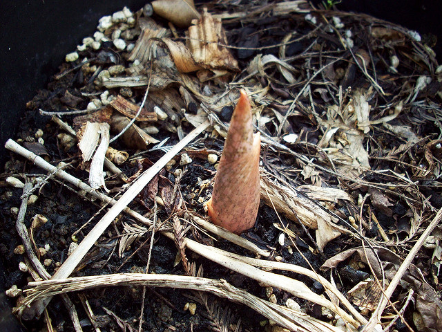 Amorphophallus bulbifer (Amorphophallus bulbifer)