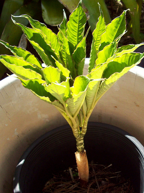 Amorphophallus bulbifer