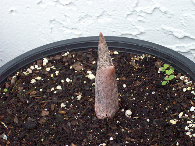 Amorphophallus bulbifer