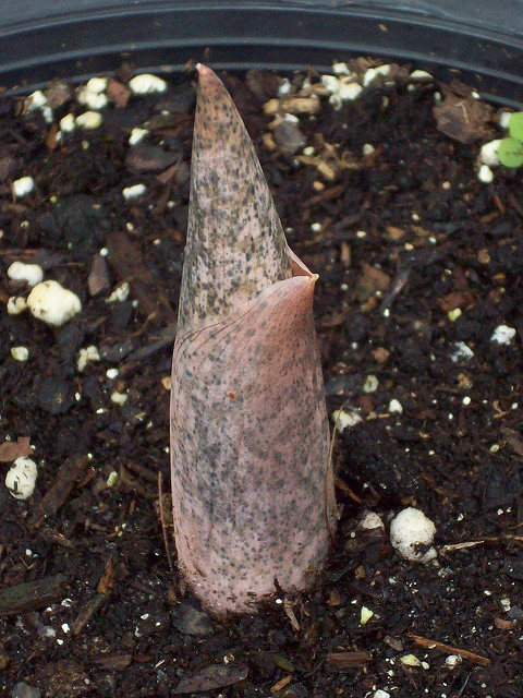 Amorphophallus bulbifer