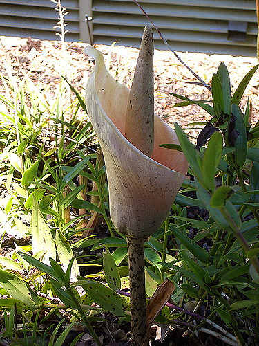 Amorphophallus bulbifer