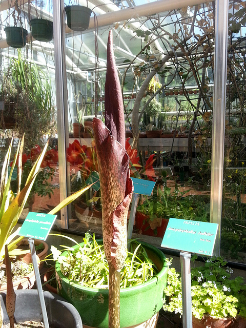 Amorphophallus bulbifer