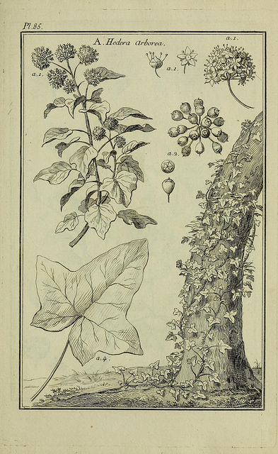 Ampelopsis arborea