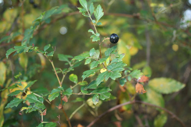 Ampelopsis arborea