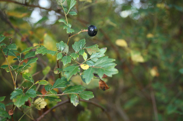 Ampelopsis arborea