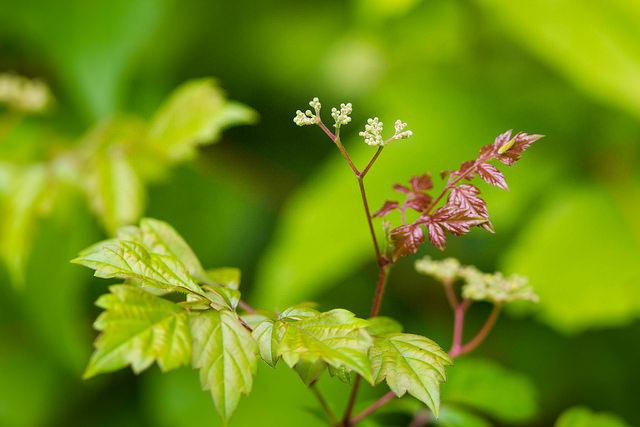 Ampelopsis arborea
