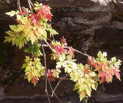 Ampelopsis arborea
