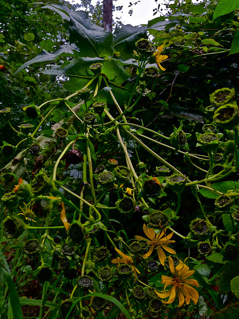 Ampelopsis japonica