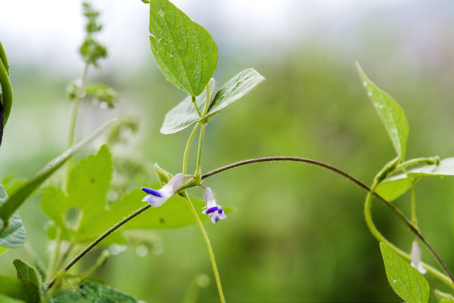 Amphicarpaea bracteata