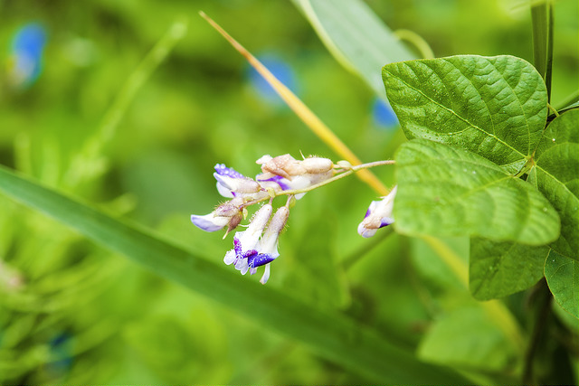 Amphicarpaea bracteata