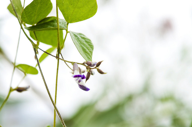Amphicarpaea bracteata
