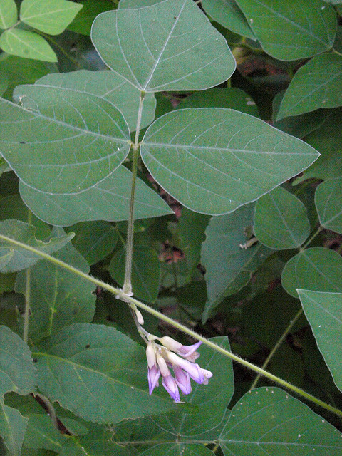 Amphicarpaea bracteata