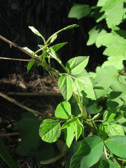 Amphicarpaea bracteata