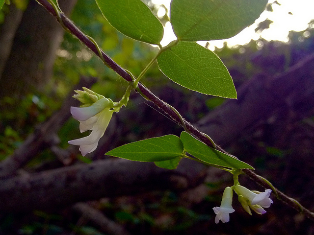 Amphicarpaea bracteata
