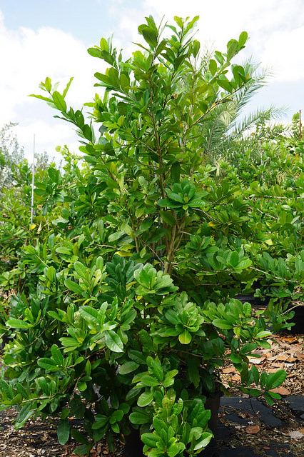 Amphitecna latifolia (Amphitecna latifolia)