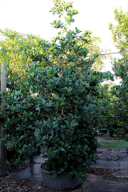 Amphitecna latifolia