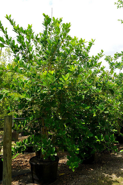 Amphitecna latifolia